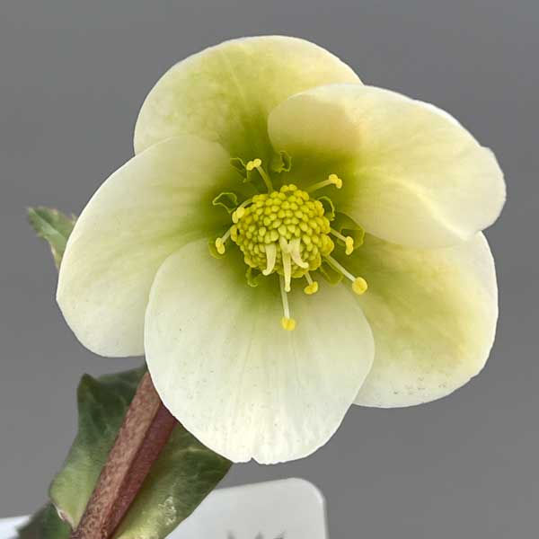 松村ナーセリーさんのクリスマスローズ（原種系）：ニューハイブリッド3.5号ロングポット