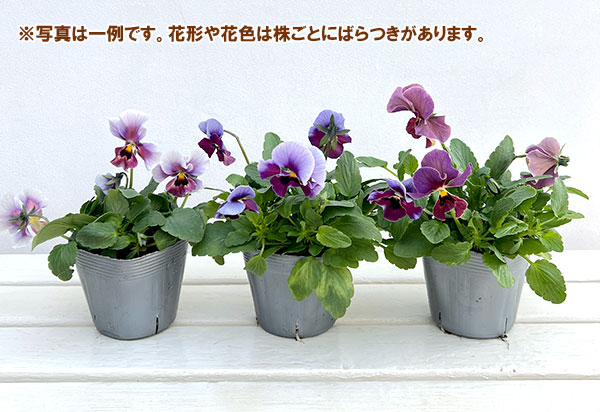 ビオラ：宮崎ビオラ（吉村農園さん）26-01反転咲きオフタイプ／3.5号ポット