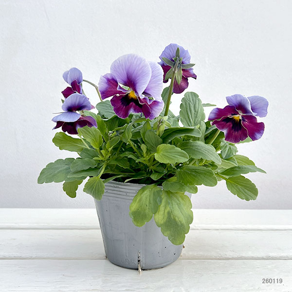 ビオラ：宮崎ビオラ（吉村農園さん）26-01反転咲きオフタイプ／3.5号ポット