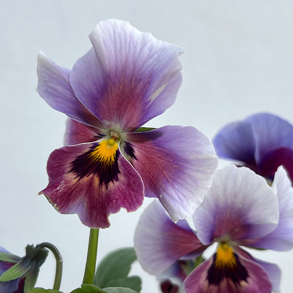 ビオラ：宮崎ビオラ（吉村農園さん）26-01反転咲きオフタイプ／3.5号ポット