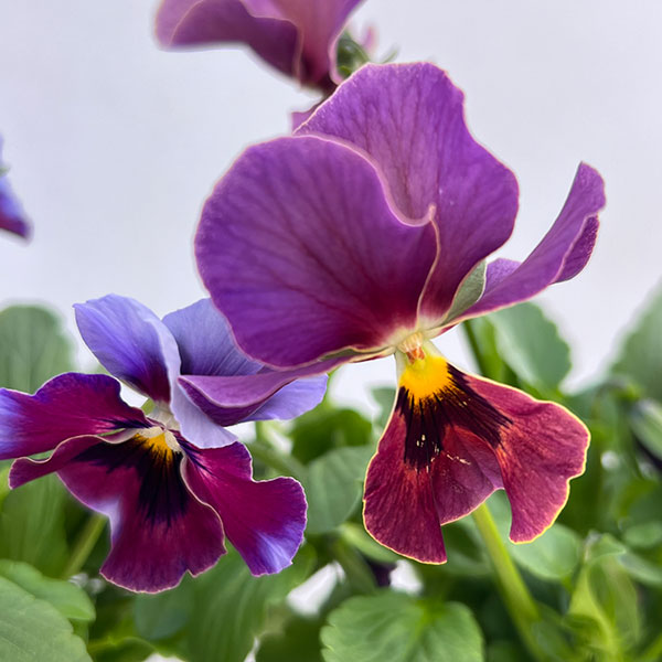 ビオラ：宮崎ビオラ（吉村農園さん）26-01反転咲きオフタイプ／3.5号ポット