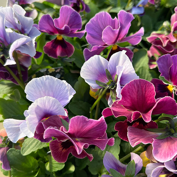 ビオラ：宮崎ビオラ（吉村農園さん）26-01反転咲きオフタイプ／3.5号ポット