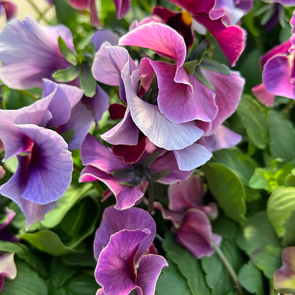 ビオラ：宮崎ビオラ（吉村農園さん）26-01反転咲きオフタイプ／3.5号ポット