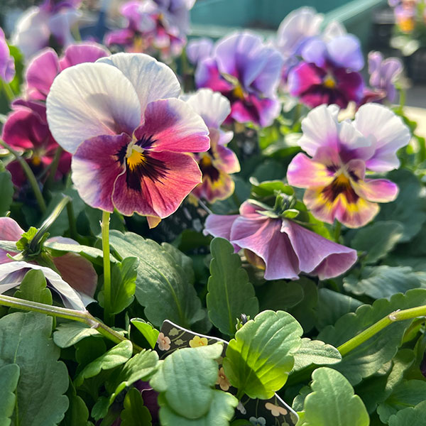 ビオラ：宮崎ビオラ（吉村農園さん）26-01反転咲きオフタイプ／3.5号ポット