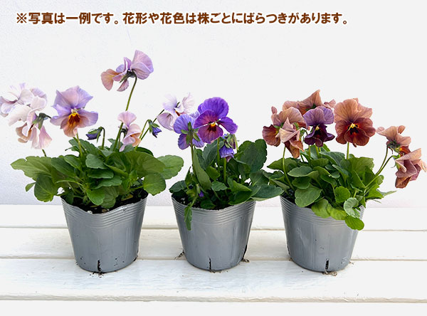 ビオラ：宮崎ビオラ（吉村農園さん）26-02反転咲きオフタイプ／3.5号ポット