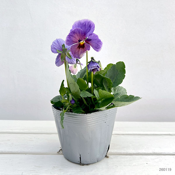 ビオラ：宮崎ビオラ（吉村農園さん）26-02反転咲きオフタイプ／3.5号ポット