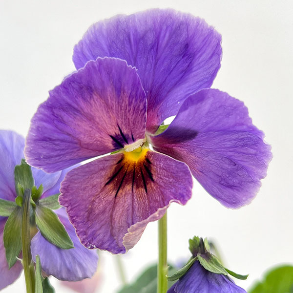 ビオラ：宮崎ビオラ（吉村農園さん）26-02反転咲きオフタイプ／3.5号ポット