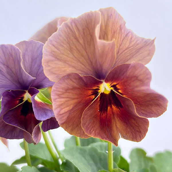 ビオラ：宮崎ビオラ（吉村農園さん）26-02反転咲きオフタイプ／3.5号ポット