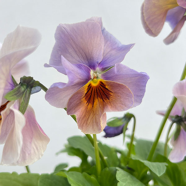 ビオラ：宮崎ビオラ（吉村農園さん）26-02反転咲きオフタイプ／3.5号ポット