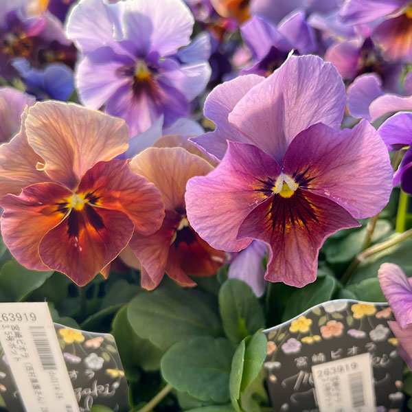 ビオラ：宮崎ビオラ（吉村農園さん）26-02反転咲きオフタイプ／3.5号ポット