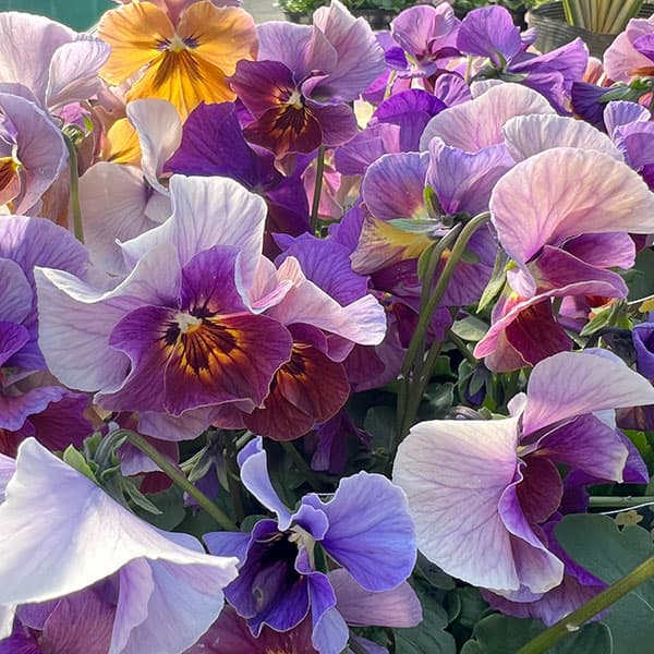 ビオラ：宮崎ビオラ（吉村農園さん）26-02反転咲きオフタイプ／3.5号ポット