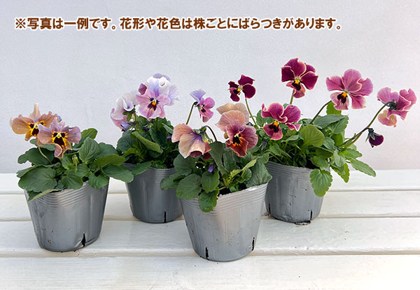 ビオラ：宮崎ビオラ（吉村農園さん）26-03反転咲きオフタイプ／3.5号ポット
