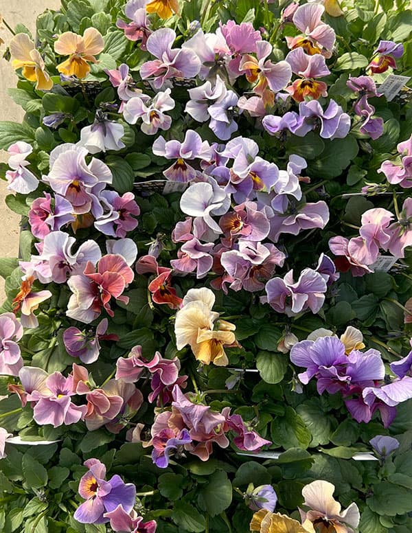 ビオラ：宮崎ビオラ（吉村農園さん）26-03反転咲きオフタイプ／3.5号ポット