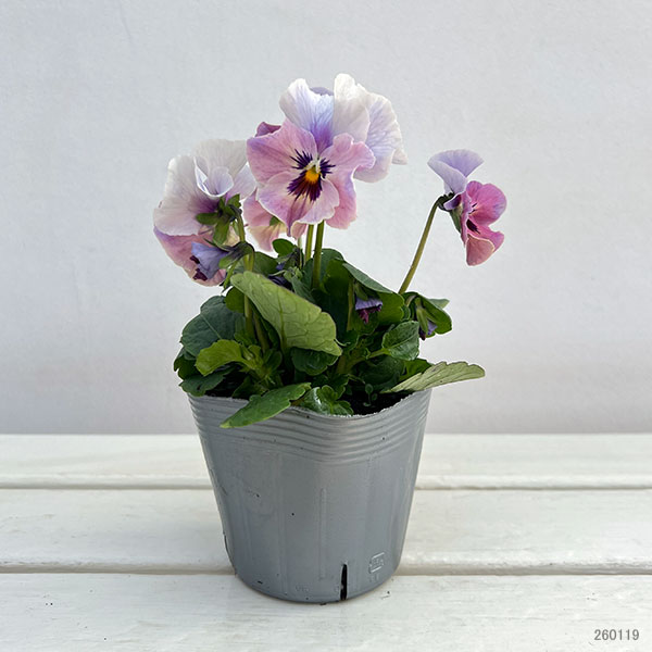 ビオラ：宮崎ビオラ（吉村農園さん）26-03反転咲きオフタイプ／3.5号ポット