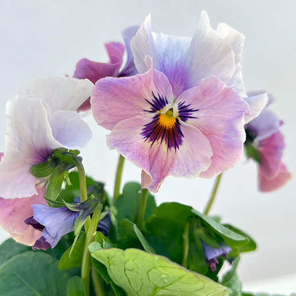 ビオラ：宮崎ビオラ（吉村農園さん）26-03反転咲きオフタイプ／3.5号ポット