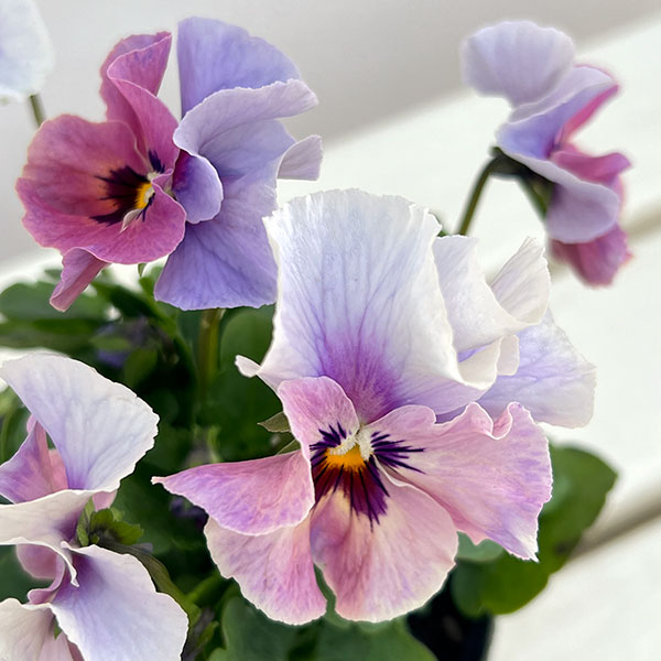 ビオラ：宮崎ビオラ（吉村農園さん）26-03反転咲きオフタイプ／3.5号ポット