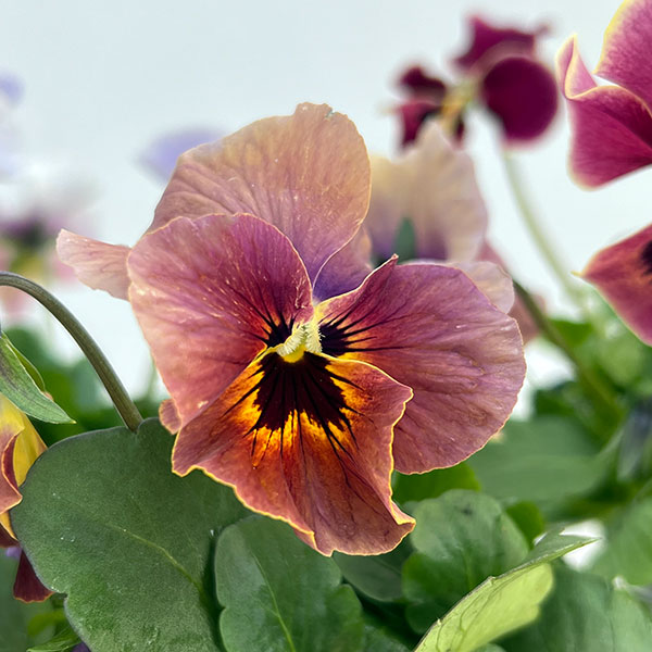 ビオラ：宮崎ビオラ（吉村農園さん）26-03反転咲きオフタイプ／3.5号ポット