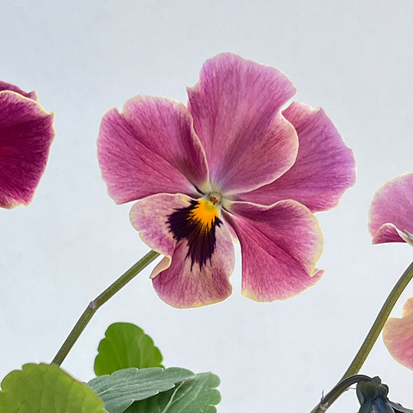 ビオラ：宮崎ビオラ（吉村農園さん）26-03反転咲きオフタイプ／3.5号ポット