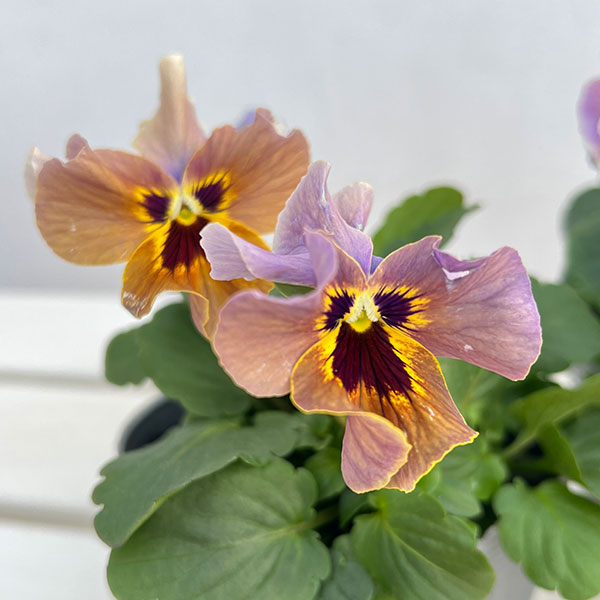 ビオラ：宮崎ビオラ（吉村農園さん）26-03反転咲きオフタイプ／3.5号ポット