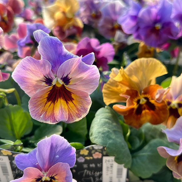 ビオラ：宮崎ビオラ（吉村農園さん）26-03反転咲きオフタイプ／3.5号ポット