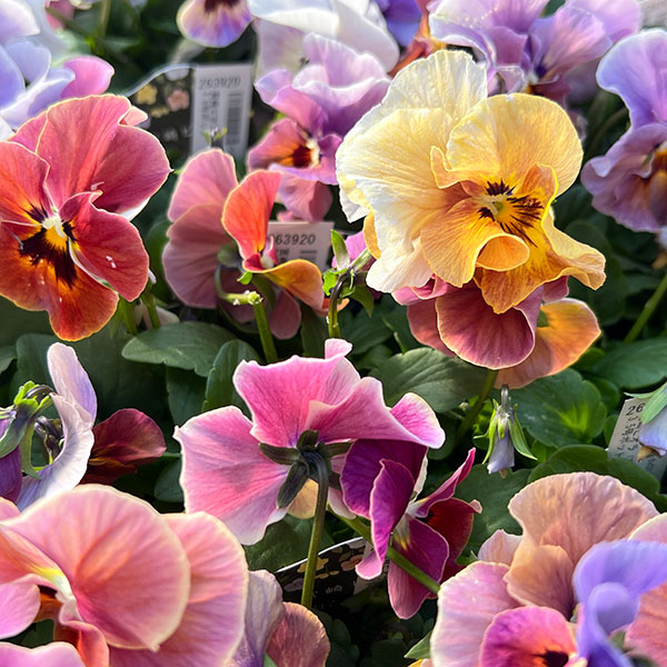 ビオラ：宮崎ビオラ（吉村農園さん）26-03反転咲きオフタイプ／3.5号ポット