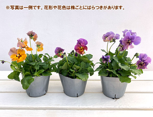 ビオラ：宮崎ビオラ（吉村農園さん）26-04反転咲き系／3.5号ポット