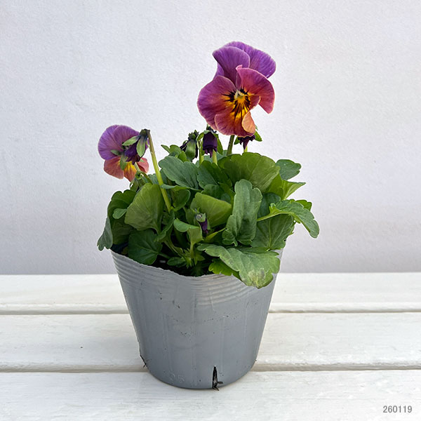 ビオラ：宮崎ビオラ（吉村農園さん）26-04反転咲き系／3.5号ポット