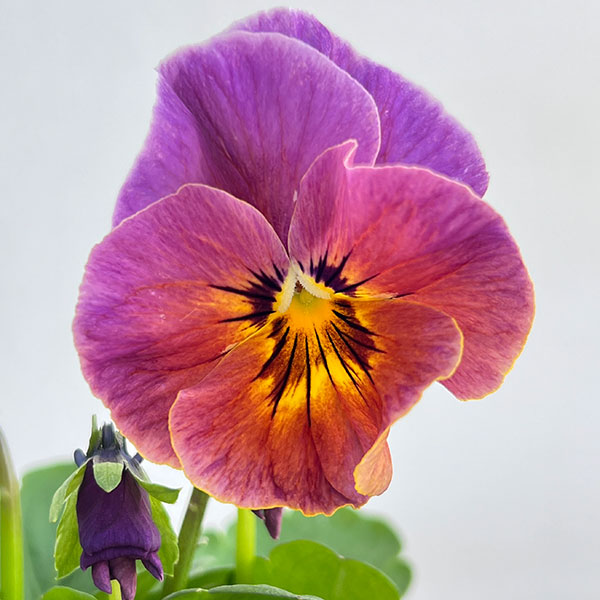 ビオラ：宮崎ビオラ（吉村農園さん）26-04反転咲き系／3.5号ポット