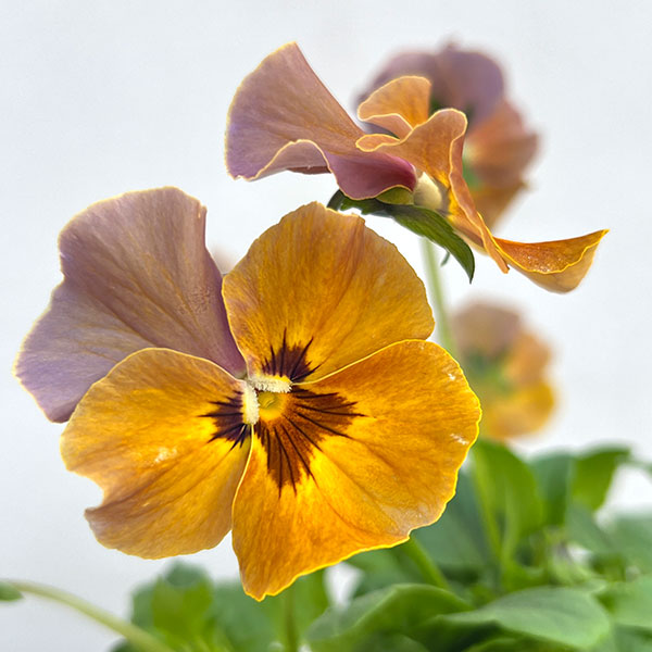 ビオラ：宮崎ビオラ（吉村農園さん）26-04反転咲き系／3.5号ポット