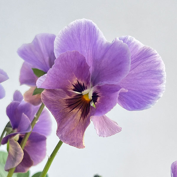 ビオラ：宮崎ビオラ（吉村農園さん）26-04反転咲き系／3.5号ポット