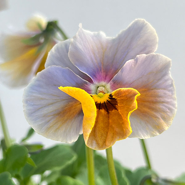 ビオラ：宮崎ビオラ（吉村農園さん）26-04反転咲き系／3.5号ポット