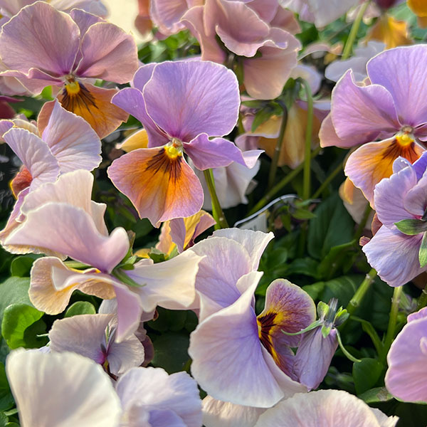 ビオラ：宮崎ビオラ（吉村農園さん）26-04反転咲き系／3.5号ポット