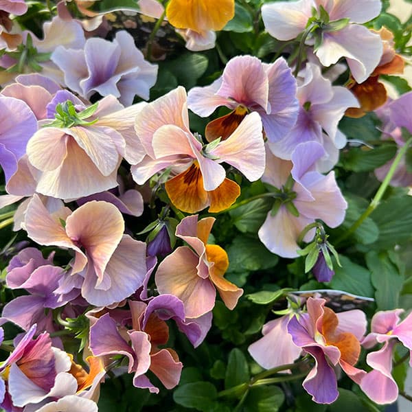 ビオラ：宮崎ビオラ（吉村農園さん）26-04反転咲き系／3.5号ポット