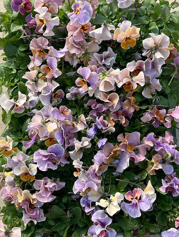 ビオラ：宮崎ビオラ（吉村農園さん）26-04反転咲き系／3.5号ポット