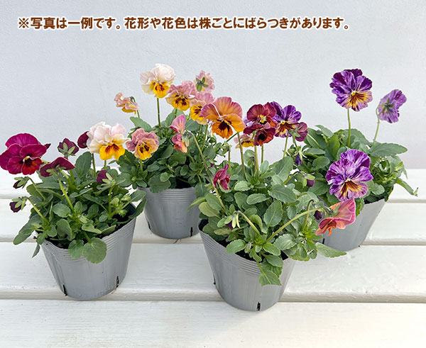 ビオラ：宮崎ビオラ（吉村農園さん）26-05ここ小春・進化系／3.5号ポット