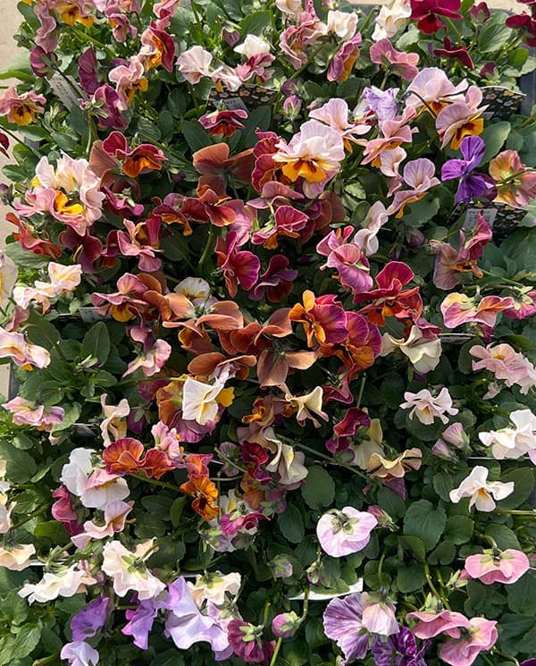 ビオラ：宮崎ビオラ（吉村農園さん）26-05ここ小春・進化系／3.5号ポット