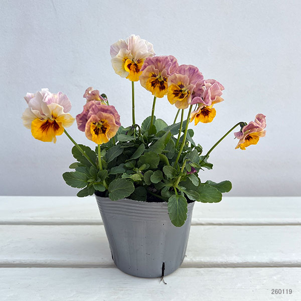 ビオラ：宮崎ビオラ（吉村農園さん）26-05ここ小春・進化系／3.5号ポット