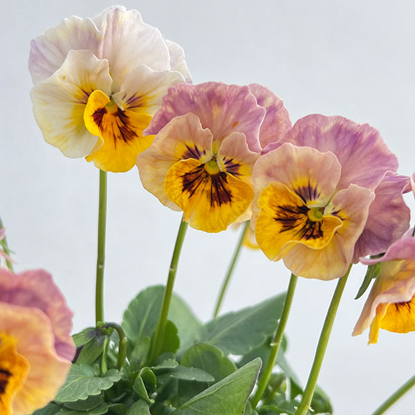 ビオラ：宮崎ビオラ（吉村農園さん）26-05ここ小春・進化系／3.5号ポット