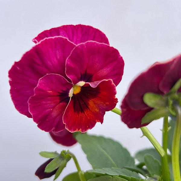 ビオラ：宮崎ビオラ（吉村農園さん）26-05ここ小春・進化系／3.5号ポット