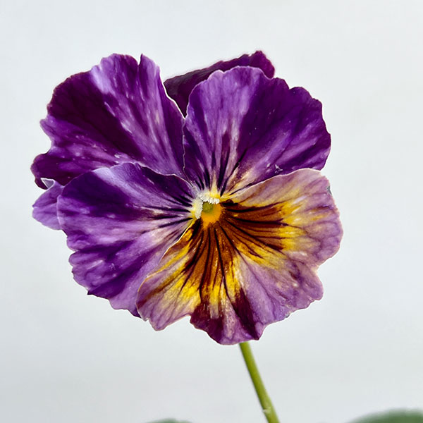 ビオラ：宮崎ビオラ（吉村農園さん）26-05ここ小春・進化系／3.5号ポット