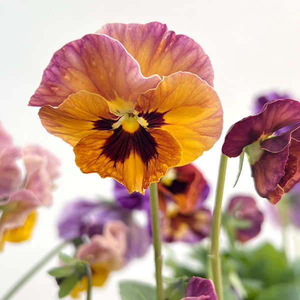 ビオラ：宮崎ビオラ（吉村農園さん）26-05ここ小春・進化系／3.5号ポット