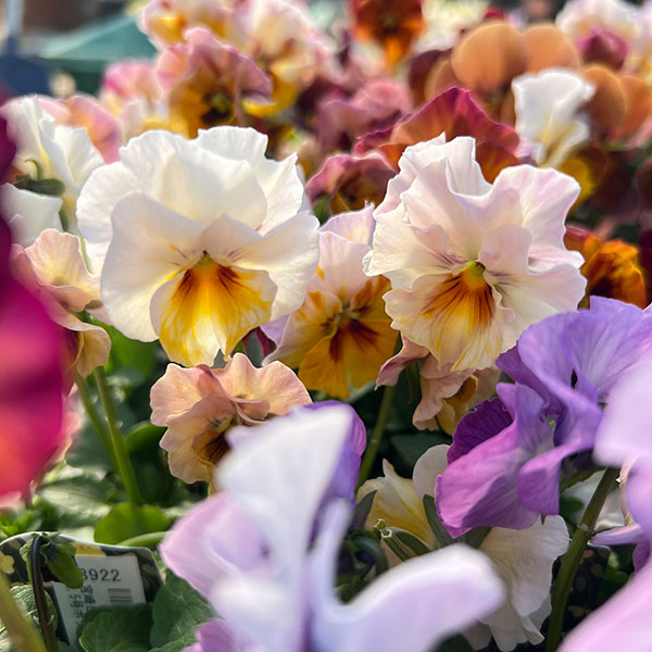 ビオラ：宮崎ビオラ（吉村農園さん）26-05ここ小春・進化系／3.5号ポット