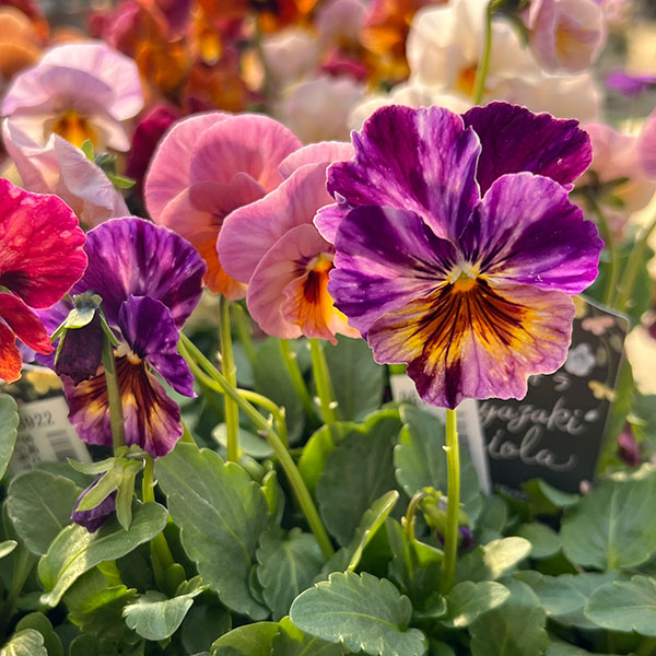 ビオラ：宮崎ビオラ（吉村農園さん）26-05ここ小春・進化系／3.5号ポット