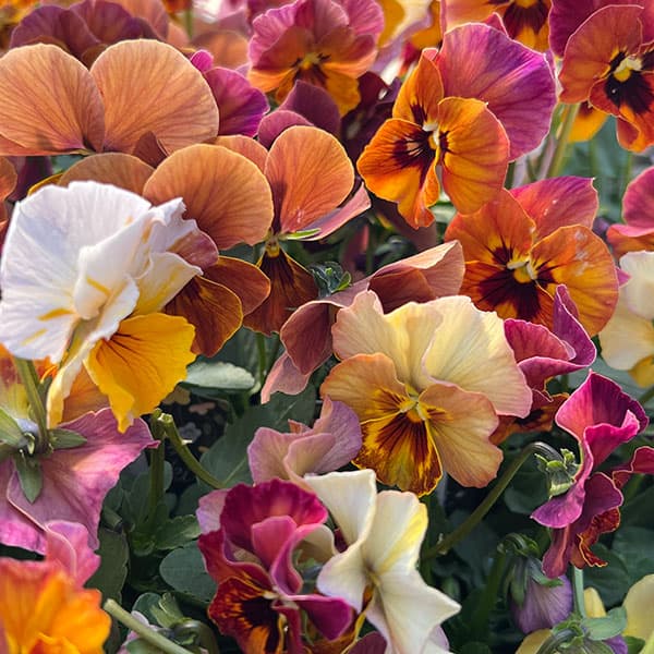 ビオラ：宮崎ビオラ（吉村農園さん）26-05ここ小春・進化系／3.5号ポット