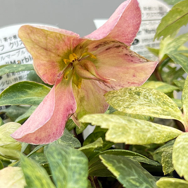 松村ナーセリーさんのクリスマスローズ（原種系）：ニゲル　マーブル斑入り3号ポット