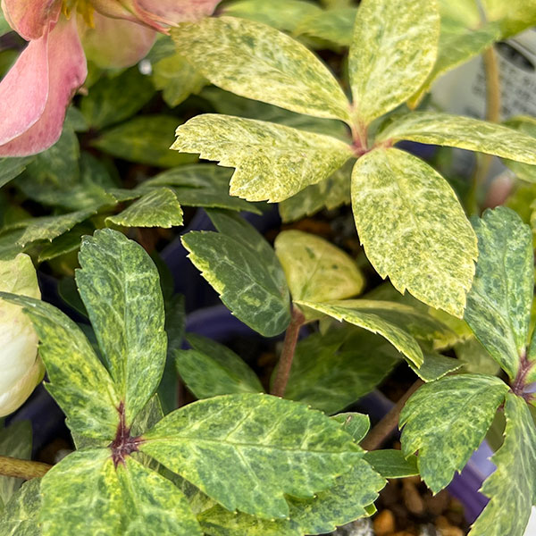 松村ナーセリーさんのクリスマスローズ（原種系）：ニゲル　マーブル斑入り3号ポット