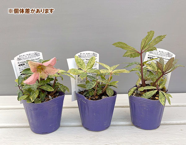 松村ナーセリーさんのクリスマスローズ（原種系）：ニゲル　マーブル斑入り3号ポット