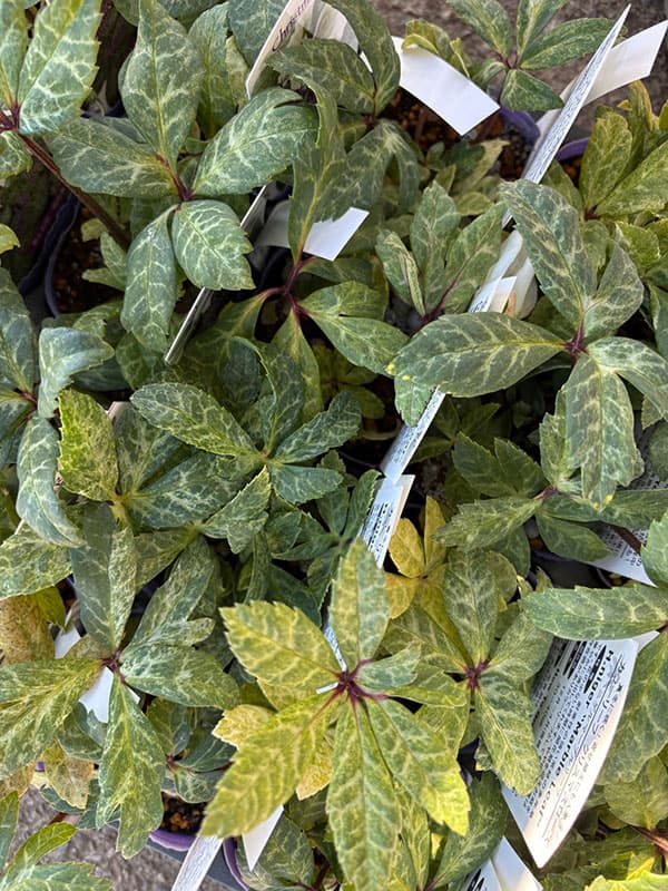 松村ナーセリーさんのクリスマスローズ（原種系）：ニゲル　マーブル斑入り3号ポット