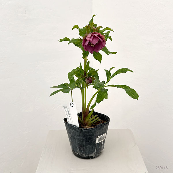 若泉ファームさんのクリスマスローズ：26-01シャルウィダンス　レッド/3.5号ポット【現品販売】