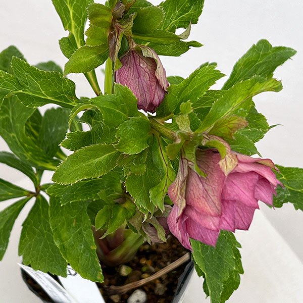 若泉ファームさんのクリスマスローズ：26-01シャルウィダンス　レッド/3.5号ポット【現品販売】